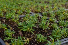 霍山石斛有明目作用，也能调和阴阳