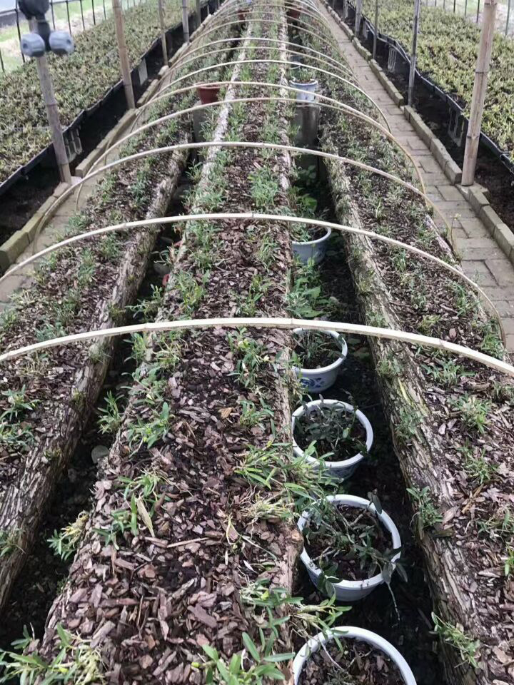 2017年霍山石斛基地