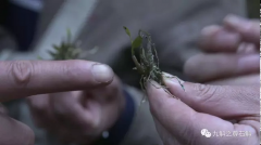 服用霍山石斛应该持之以恒——才现效果